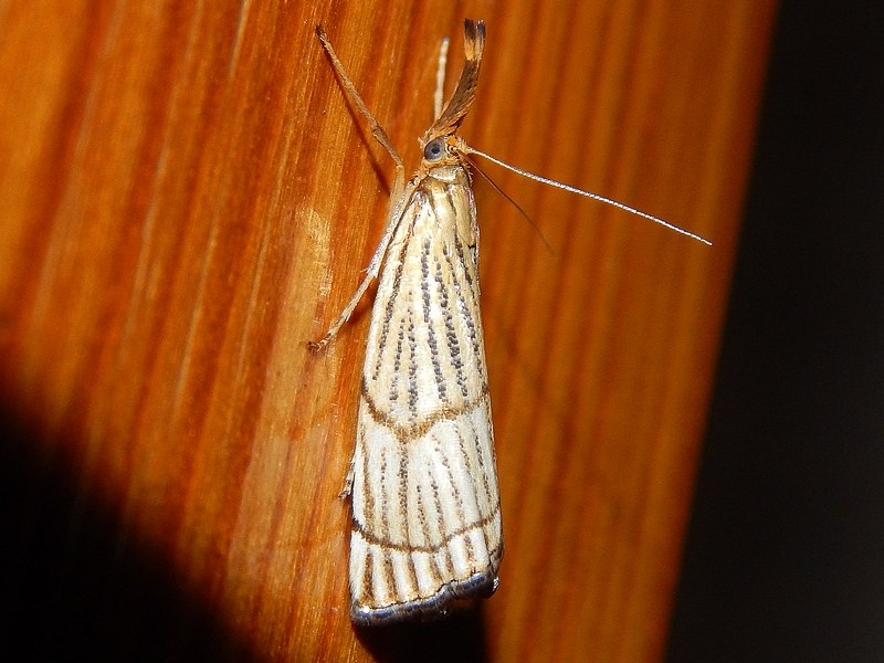 Crambidae da ID